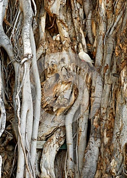 Dove Among Gnarled Tree Branches