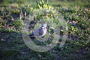 Dove on the grass.