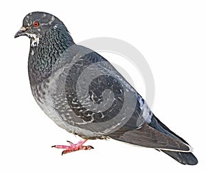 Dove. Grey pigeon Shooting.