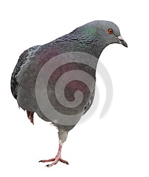 Dove. Grey pigeon Shooting.