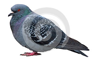 Dove. Grey pigeon Shooting on street