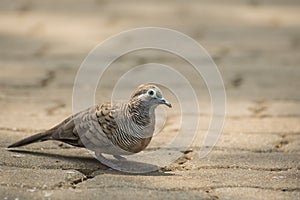 Dove on the Ground