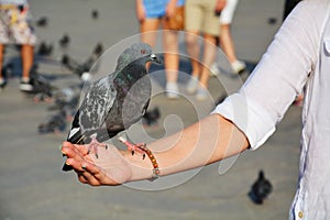 Dove on hand in St. Mark's Square, Venice