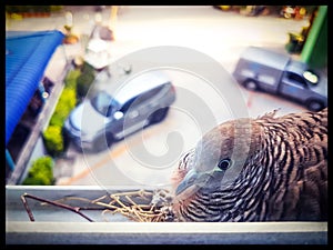 Dove hatch in the nest at the window