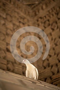 The dove at Ismail Samani Mausoleum or Samanid Mausoleum photo