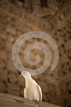 The dove at Ismail Samani Mausoleum or Samanid Mausoleum photo
