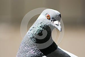 Dove keen amber eye. The head of a dove is close