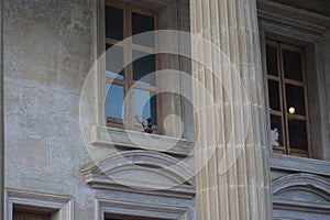 dove in large columns