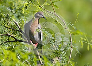 Dove in a mesquite photo