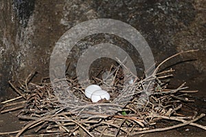 Dove nest