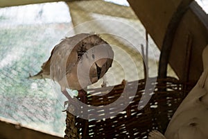 Dove on the nest on the farm. Slovakia