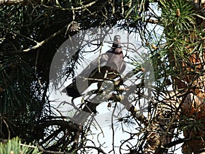 Dove on the nest. Pigeon lives on a pine tree.