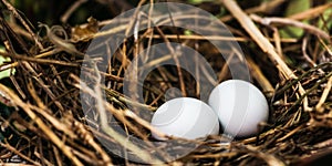 Dove nest with two unhatched eggs in it