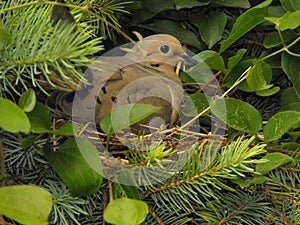 Dove nesting