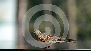 Dove Oriental turtle dove