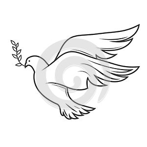 Dove of peace flying with olive twig in beak, outline of pigeon, symbol of good tidings
