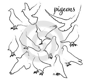 Dove of peace in simple drawing. Set of doves with brush line. Vector illustration