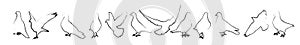 Dove of peace in simple drawing. Set of doves with brush line. Vector illustration