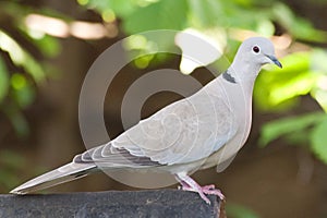 Dove peched on bird tsble roof of slate photo