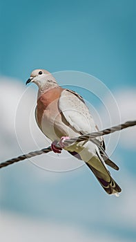 Dove perched delicately on wire against spacious sky backdrop