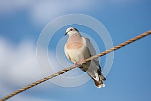 Dove perched delicately on wire against spacious sky backdrop