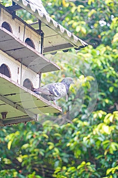 a dove perched in front of a wooden cage