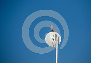 A dove perched on a satellite dish