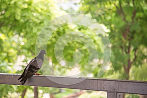 Dove perching on old steel fence