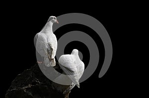 Dove and pigeon isolated on black background