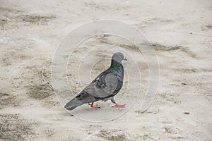 Dove or Pigeon bird on floor/ground.
