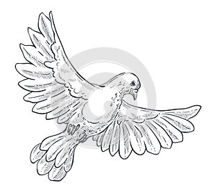 Dove or pigeon isolated sketch, bird in flight with spread wings