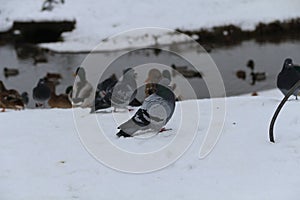 Dove, pigeon near winter rive