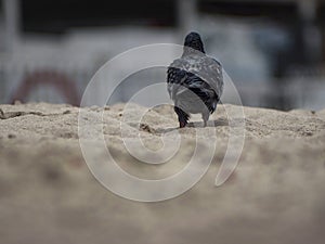 Dove or Pigeon on sand at beach. back view