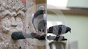 Dove, pigeon sits at the well