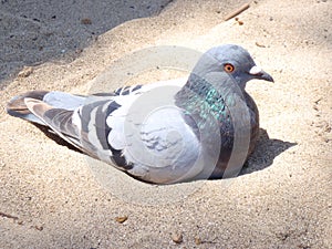 Dove pigeon sitting in sand on beach