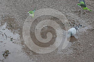 Dove in the puddle and parrot arrives flying photo