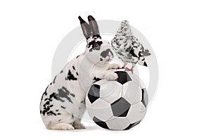 Dove and rabbit stands near a soccer ball isolated on a white background