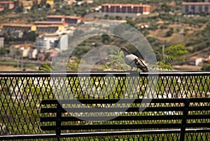 A dove on the railing of our Belvedere