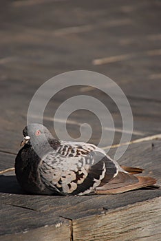 Dove Resting Comfortably