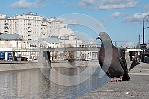 Dove on the river bank