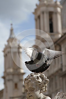 Dove in Rome