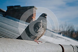 Dove on the roof