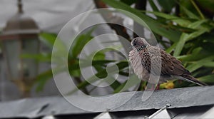 A dove  on roof in cold winter wind