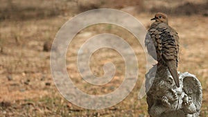 Dove Ruffled feathers