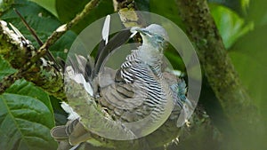 Dove ruffles its feathers on a tree.