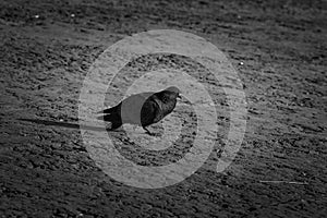 Dove on the sand black and white photography