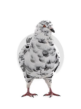Dove similar to dalmatians in color scheme isolated on white background photo