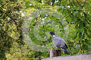 Dove sitings on a wooden gate in a city park photo