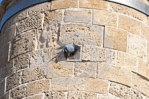 A dove  sits on the air grill of the remains of an old inactive mosque - Islam Camii - in Caesarea city, on the shores of the