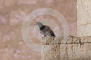 A dove  sits on a cornice of a column of a mosque of the Muslim part of the tomb of the grave of the prophet Samuel on Mount of